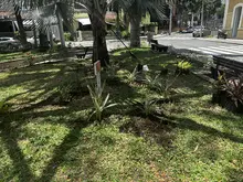 Embelleciendo a Cali: Dagma empezó la siembra de 100 plantas en el Parque El Peñón