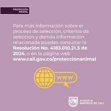 ¡Participa en la elección del Consejo Consultivo en Protección Animal  de Cali!