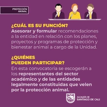 ¡Participa en la elección del Consejo Consultivo en Protección Animal  de Cali!