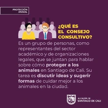 ¡Participa en la elección del Consejo Consultivo en Protección Animal  de Cali!