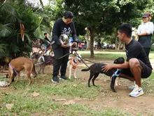 Martín, Melón y Mery encontraron hogar durante una jornada de la  Ciclovida de Cali