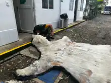 El Dagma continúa con el proceso de investigación de la que sería la piel de un oso polar que llegó a Cali