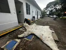 El Dagma continúa con el proceso de investigación de la que sería la piel de un oso polar que llegó a Cali