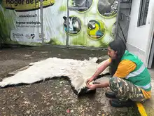 El Dagma continúa con el proceso de investigación de la que sería la piel de un oso polar que llegó a Cali