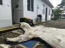 El Dagma continúa con el proceso de investigación de la que sería la piel de un oso polar que llegó a Cali