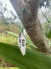 Acciones que conectan con la COP16: Metro Cali entregó un bosque reforestado a la CVC