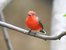 Cali se suma al ‘Global Big Day’, una jornada mundial de avistamiento de aves