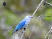 Cali se suma al ‘Global Big Day’, una jornada mundial de avistamiento de aves