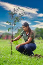 Cali siembra para la COP 16 con una nueva estrategia de  seguridad arbórea