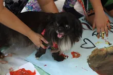 Hasta las mascotas se gozaron el ‘Día de la Familia’ en la  Ciclovida de Cali