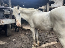 UAEPA rescata cuatro caballos en operativo en la comuna 19 sector La Sirena