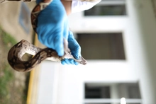 Cali rechaza el tráfico de fauna silvestre: 30 boas han sido atendidas en 2024 por el Dagma