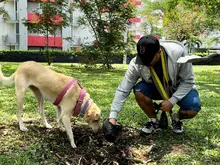 Disponer adecuadamente los excrementos de nuestros perros, clave para evitar problemas de salud pública en Cali