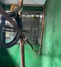 Dagma enfrenta el tráfico de animales silvestres: esta semana 85 especímenes fueron retornados a su hábitat natural