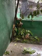 Dagma enfrenta el tráfico de animales silvestres: esta semana 85 especímenes fueron retornados a su hábitat natural