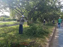 Brindar seguridad y mitigar el riesgo de inundaciones: objetivos de las intervenciones arbóreas que el Dagma realiza en El Caney