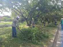 Brindar seguridad y mitigar el riesgo de inundaciones: objetivos de las intervenciones arbóreas que el Dagma realiza en El Caney