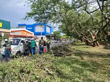 Brindar seguridad y mitigar el riesgo de inundaciones: objetivos de las intervenciones arbóreas que el Dagma realiza en El Caney