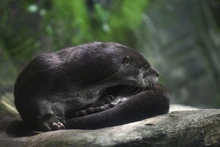 Visitantes de la COP 16 podrán tener experiencias inolvidables  con especies endémicas y exóticas de la región