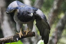Visitantes de la COP 16 podrán tener experiencias inolvidables  con especies endémicas y exóticas de la región