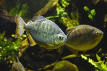Visitantes de la COP 16 podrán tener experiencias inolvidables  con especies endémicas y exóticas de la región
