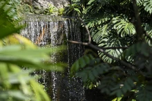 Visitantes de la COP 16 podrán tener experiencias inolvidables  con especies endémicas y exóticas de la región