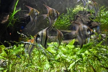 Visitantes de la COP 16 podrán tener experiencias inolvidables  con especies endémicas y exóticas de la región
