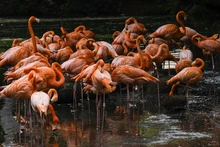Visitantes de la COP 16 podrán tener experiencias inolvidables  con especies endémicas y exóticas de la región