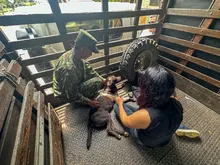 ‘Negrita’, la perrita atropellada que fue salvada por soldados del Ejército  y profesionales del Centro de Bienestar Animal de Cali