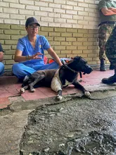 ‘Negrita’, la perrita atropellada que fue salvada por soldados del Ejército  y profesionales del Centro de Bienestar Animal de Cali