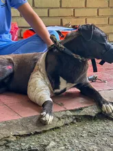 ‘Negrita’, la perrita atropellada que fue salvada por soldados del Ejército  y profesionales del Centro de Bienestar Animal de Cali