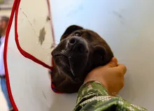 ‘Negrita’, la perrita atropellada que fue salvada por soldados del Ejército  y profesionales del Centro de Bienestar Animal de Cali