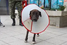 ‘Negrita’, la perrita atropellada que fue salvada por soldados del Ejército  y profesionales del Centro de Bienestar Animal de Cali