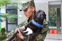 ‘Negrita’, la perrita atropellada que fue salvada por soldados del Ejército  y profesionales del Centro de Bienestar Animal de Cali