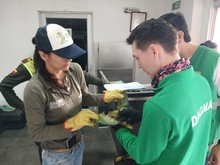 Dagma y Policía Ambiental despliegan controles al tráfico de fauna: el más reciente operativo se realizó en la Terminal de Transportes