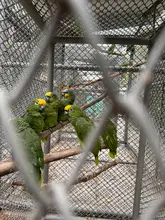 Cali no baja la guardia en su lucha contra el tráfico ilegal de fauna silvestre