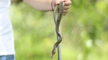 Más de 700 animales silvestres fueron liberados por el Dagma en las montañas de Cali durante el primer semestre de 2024