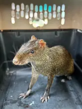 Más de 700 animales silvestres fueron liberados por el Dagma en las montañas de Cali durante el primer semestre de 2024