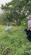 Más de 700 animales silvestres fueron liberados por el Dagma en las montañas de Cali durante el primer semestre de 2024