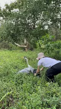 Más de 700 animales silvestres fueron liberados por el Dagma en las montañas de Cali durante el primer semestre de 2024