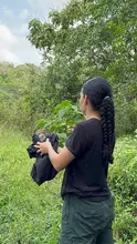 Más de 700 animales silvestres fueron liberados por el Dagma en las montañas de Cali durante el primer semestre de 2024