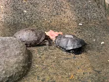 105 animales recuperados en el Hogar de Paso del Dagma, serán enviados a Cartagena y liberados en su hábitat natural