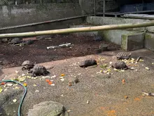 105 animales recuperados en el Hogar de Paso del Dagma, serán enviados a Cartagena y liberados en su hábitat natural