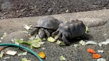 105 animales recuperados en el Hogar de Paso del Dagma, serán enviados a Cartagena y liberados en su hábitat natural