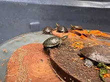 105 animales recuperados en el Hogar de Paso del Dagma, serán enviados a Cartagena y liberados en su hábitat natural