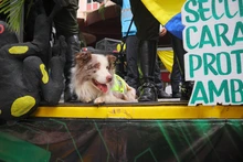 Cali se llenó de patriotismo: el 20 de julio miles de personas  acompañaron el desfile de la Fuerza Pública