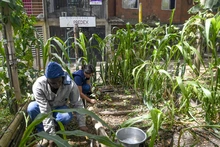 Nuestros comedores comunitarios son territorios de inclusión social y amor por el medio ambiente