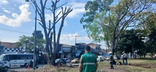 Avanzan las intervenciones de recuperación ambiental y paisajística en  el separador vial de la calle 25