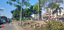 Avanzan las intervenciones de recuperación ambiental y paisajística en  el separador vial de la calle 25