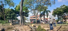 Avanzan las intervenciones de recuperación ambiental y paisajística en  el separador vial de la calle 25